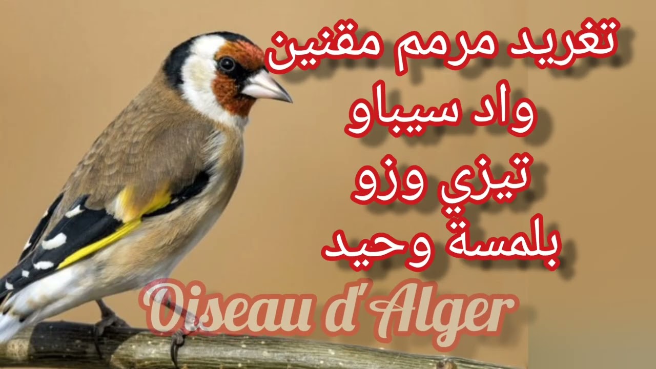 تغريد ولا أروع  مقتبس من مقنين تيزي وزو ( واد سيباو ) مرمم بلمسة خفيفة 