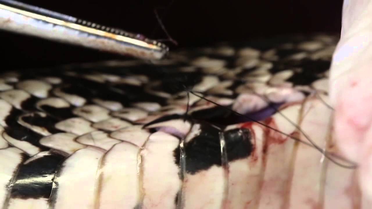 Snake surgery: Implanting a radio transmitter into threatened N.J. species