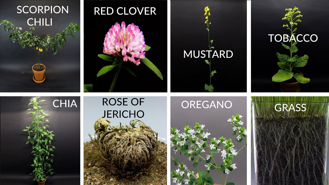 520 Days In 8 Minutes - Growing Plants Time Lapse Compilation #5