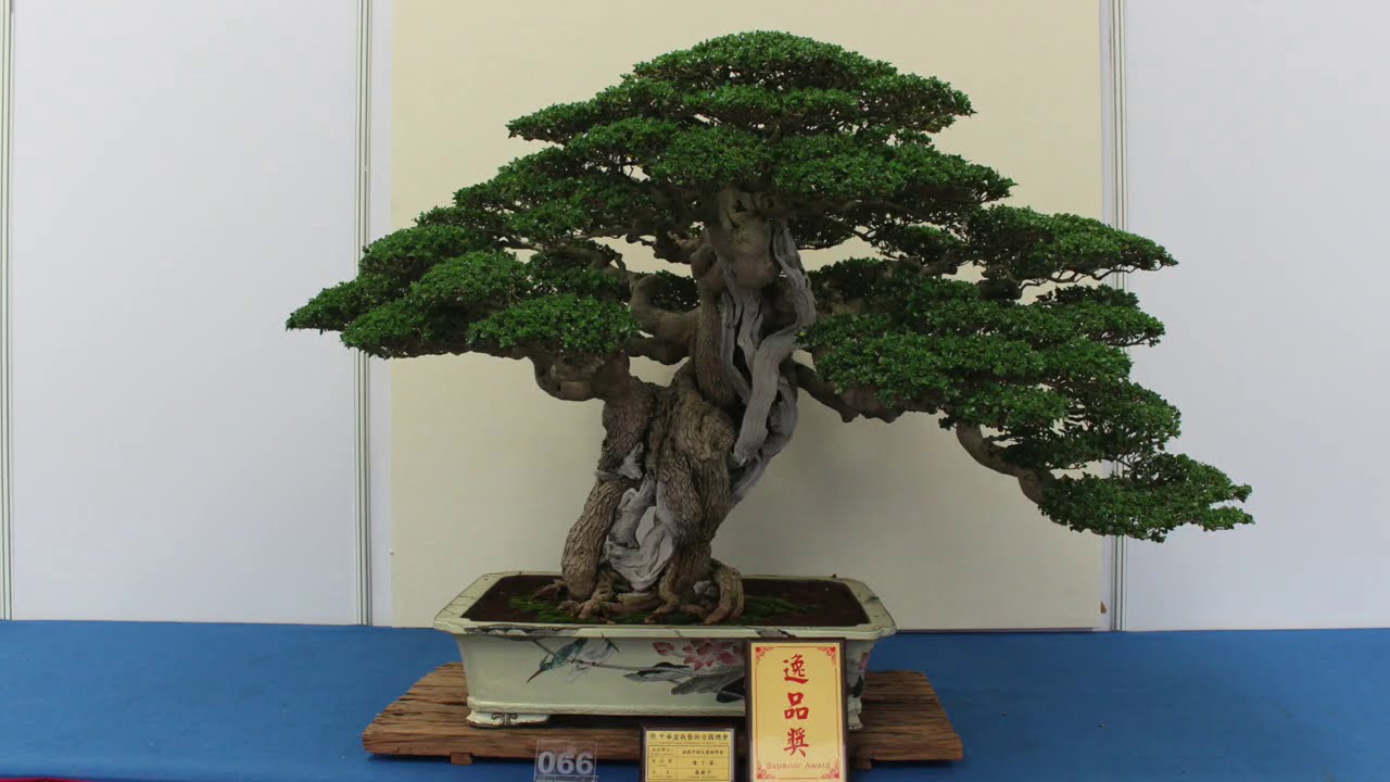 Broadleaf evergreen Bonsai inspiration