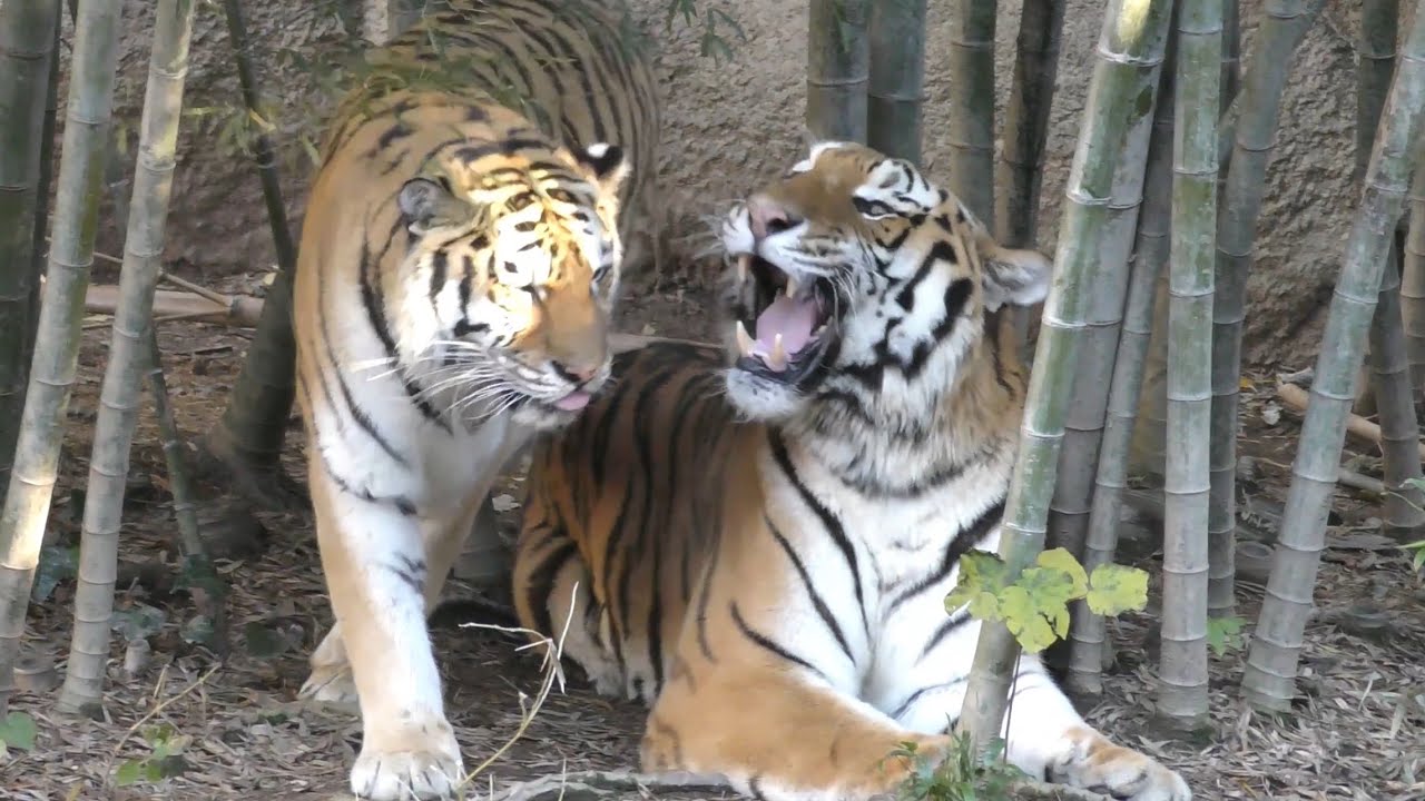 アムールトラ　ソーンくんとローラちゃん　竹林で愛を育んでいます　【浜松市動物園】Amur tiger Son-kun Lora-chan Hamamatsu Zoo