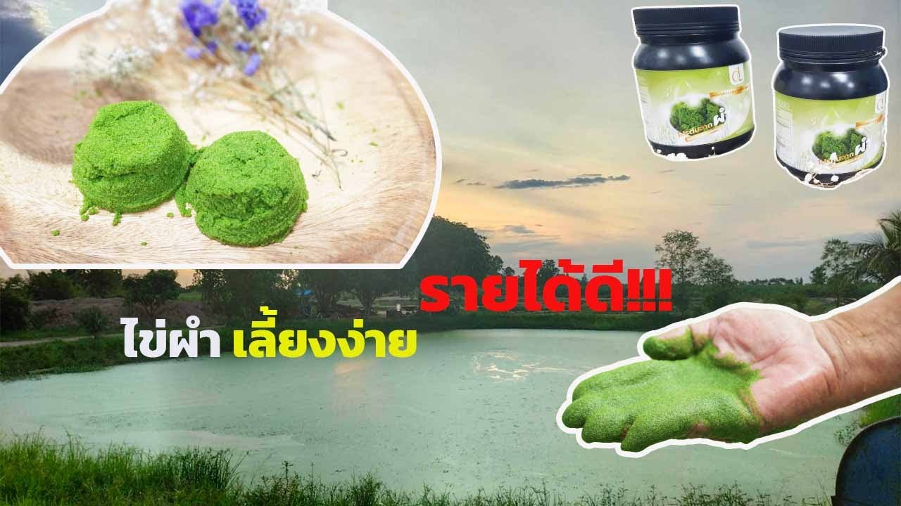 ไข่ผำ เลี้ยงง่าย รายได้ดี
