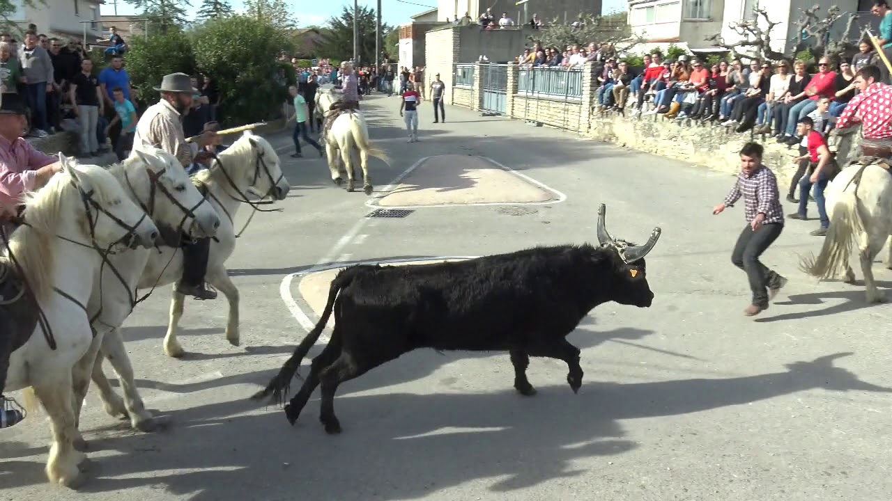 ENTRA&Icirc;NEMENT D'ABRIVADE VESTRIC 15 04 2018