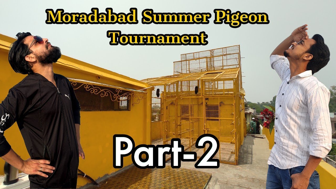 High-flyer Pigeons Tournament | Part-2 @TheHomeSanctuary
