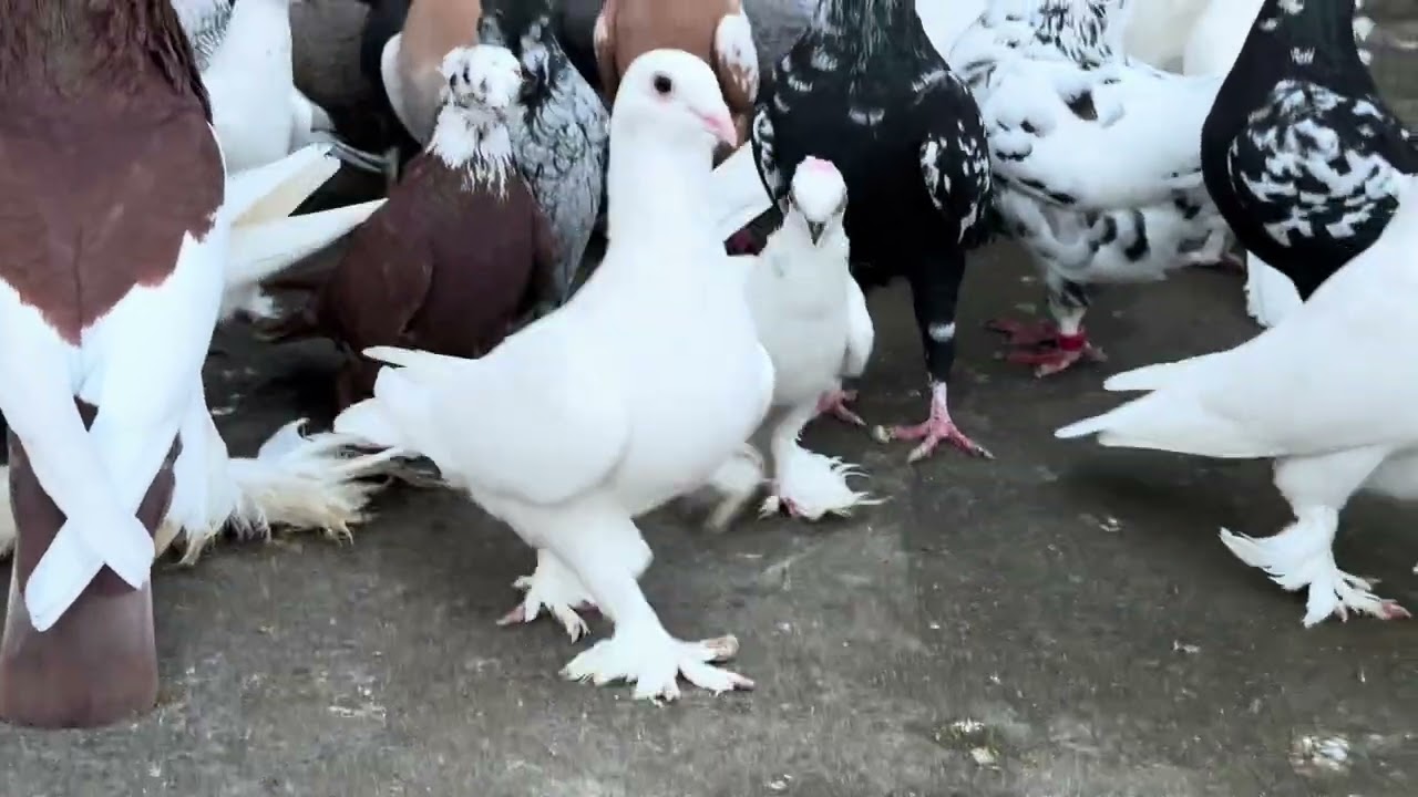 Canlı yayın bu akşam 20:30’da