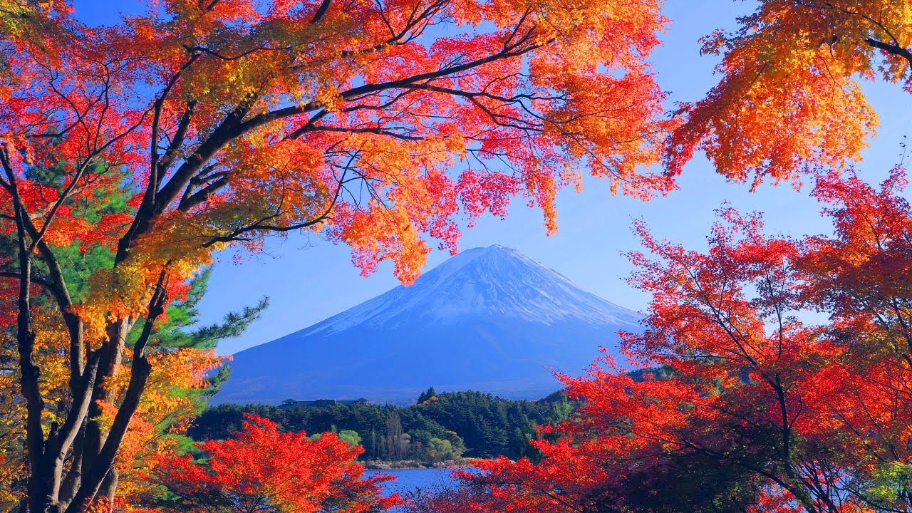4K映像 絶景紅葉「富士山　富士河口湖紅葉まつり　もみじトンネル」autumn leaves japan 紅葉の名所 美しい四季 秋 山梨県南都留郡 富士河口湖町 11月中旬 絶景自然風景 8K撮影