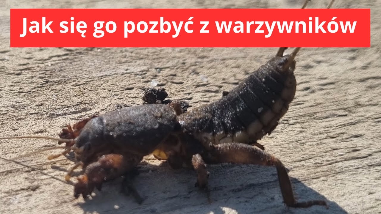 Największy szkodnik warzywników w Polsce.  Jak się go pozbyć ?