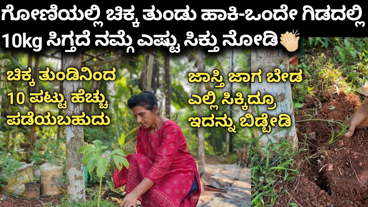 ಗೋಣಿಯಲ್ಲಿ ಚಿಕ್ಕ ತುಂಡು ಹಾಕಿ-ಒಂದೇ ಗಿಡದಲ್ಲಿ 10kg ಸಿಗ್ತದೆ ನಮ್ಗೆ ಎಷ್ಟು ಸಿಕ್ತು ನೋಡಿ👏🏻|Kannada