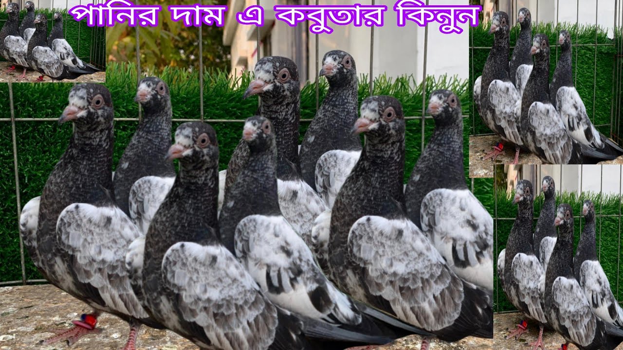 টপ কোয়ালিটি বেবি কিনুন টুনামেন্ট খেলুন গেরান্টি সহকারে টাইগার ডাবওয়ালা নীলদুব্মা টেডি কেটিএম ওমান 