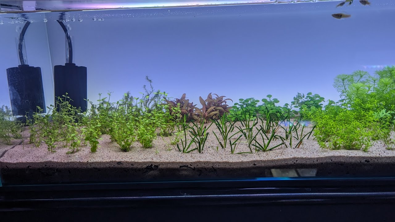 DIY Aquarium backlight don't waste money try this