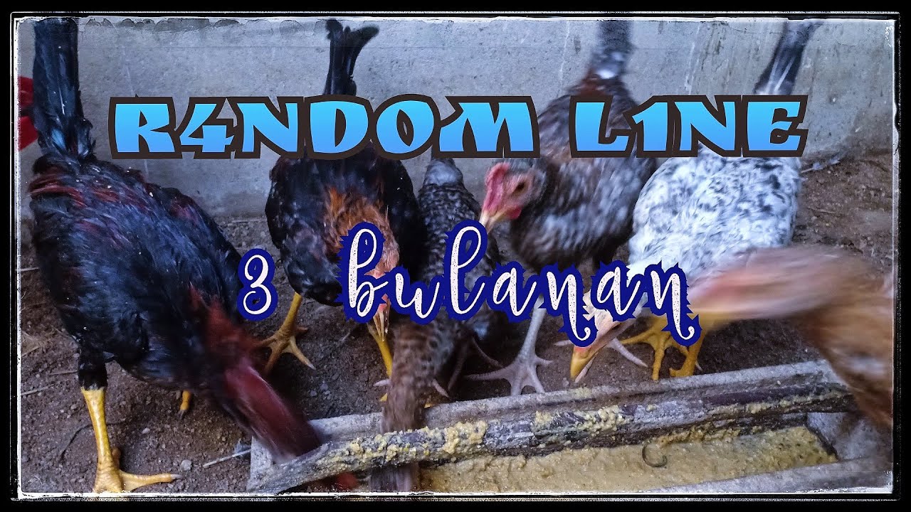 #ayamfilipin #ayamphilipin AYYM PHILIPIN K4K1 GTAR - B4TTL3CROSS US1A 3 BUL4N4N