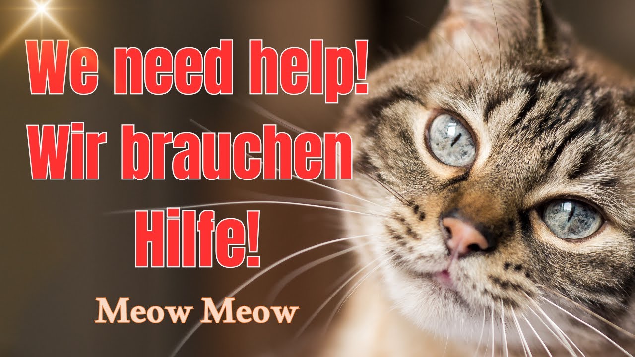 500 Katzen brauchen deine Hilfe! Tala Cats auf Zypern