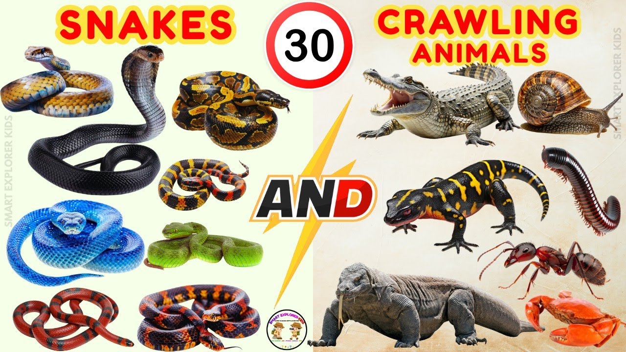 30 змей и ползающих животных 🐍 | Рептилии для детей | Учим названия и звуки животных | STEM-забав...