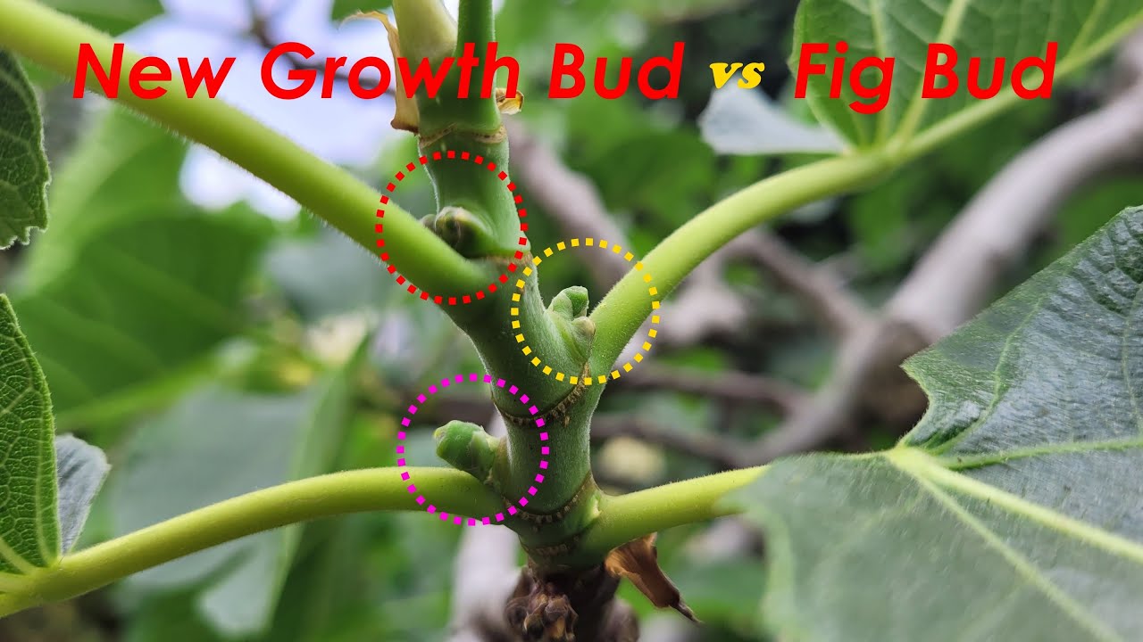 Fig Bud or New Growth Bud? How to Quickly Tell the Difference for More/Bigger Figs? (快速区分无花果树的芽点和果点)