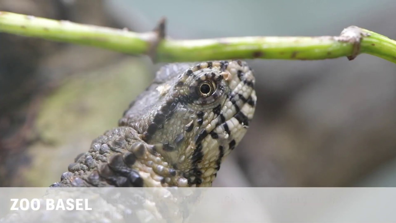 «Frühlingserwachen» bei den Krokodilschwanzechsen im Zoo Basel