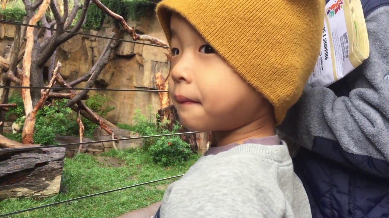 San Diego Zoo Early Morning with Pandas tour (bonus footage)