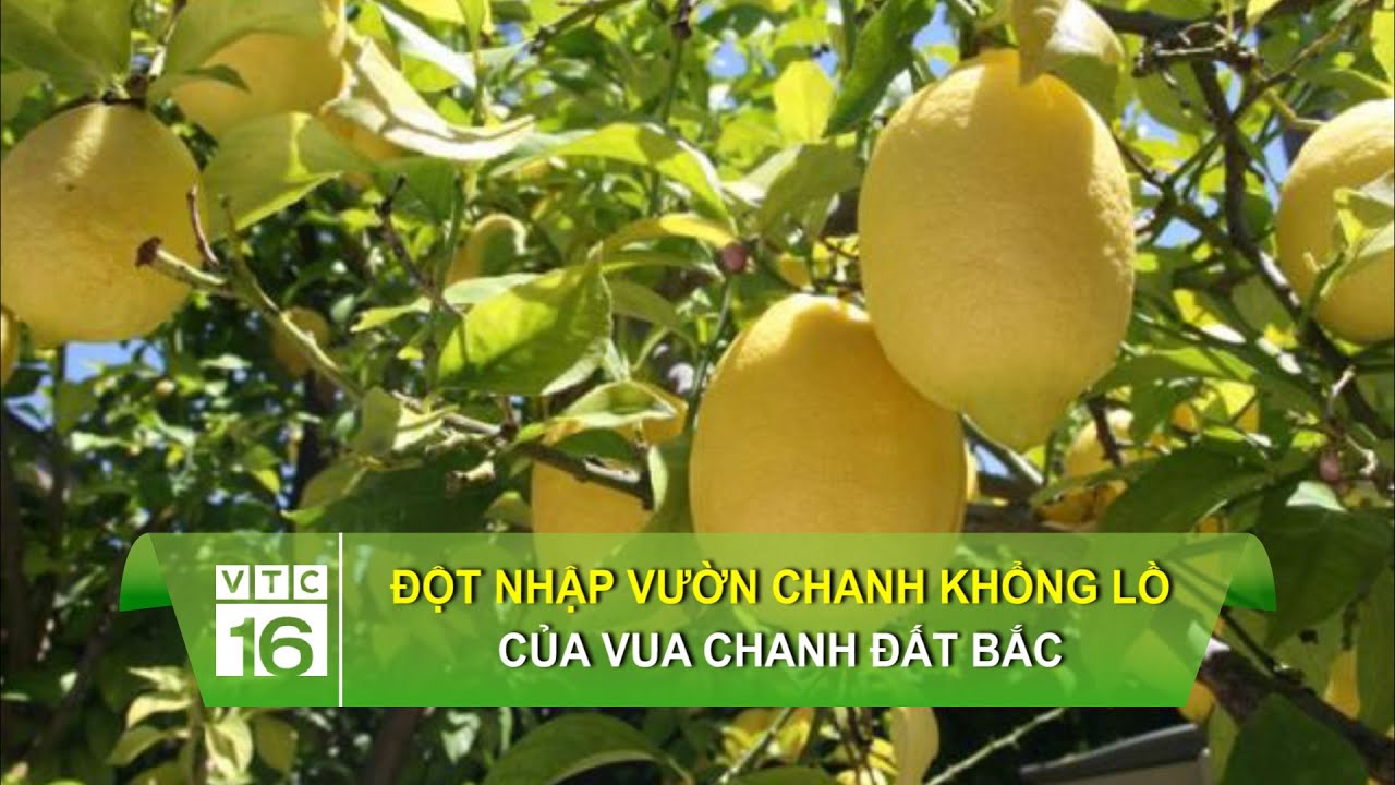 Đột nhập vườn chanh khổng lồ của vua chanh đất Bắc | VTC16