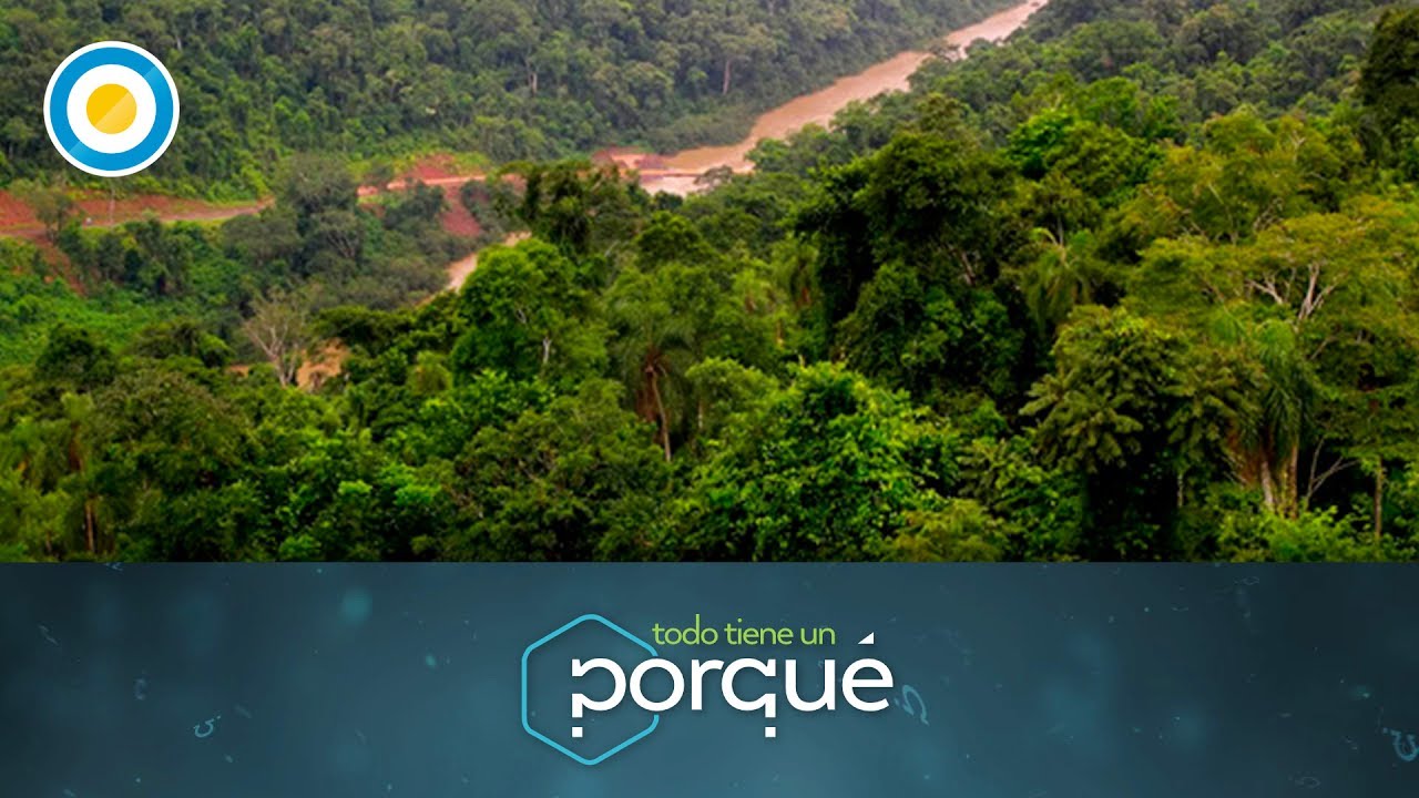 ¿Por qué la selva misionera está en peligro de extinción? - Todo tiene un porqué