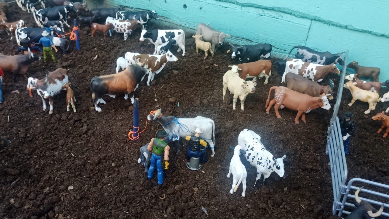Ordeñando las vacas, chulada de futuros toros🔥Mini Jaripeo🔥