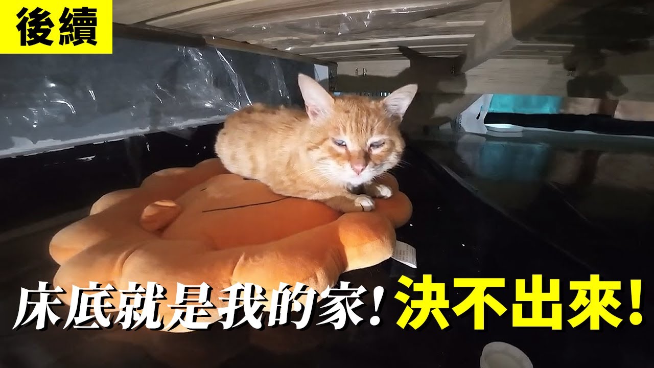 【後續】當釣魚佬遇到一隻失明的流浪貓...