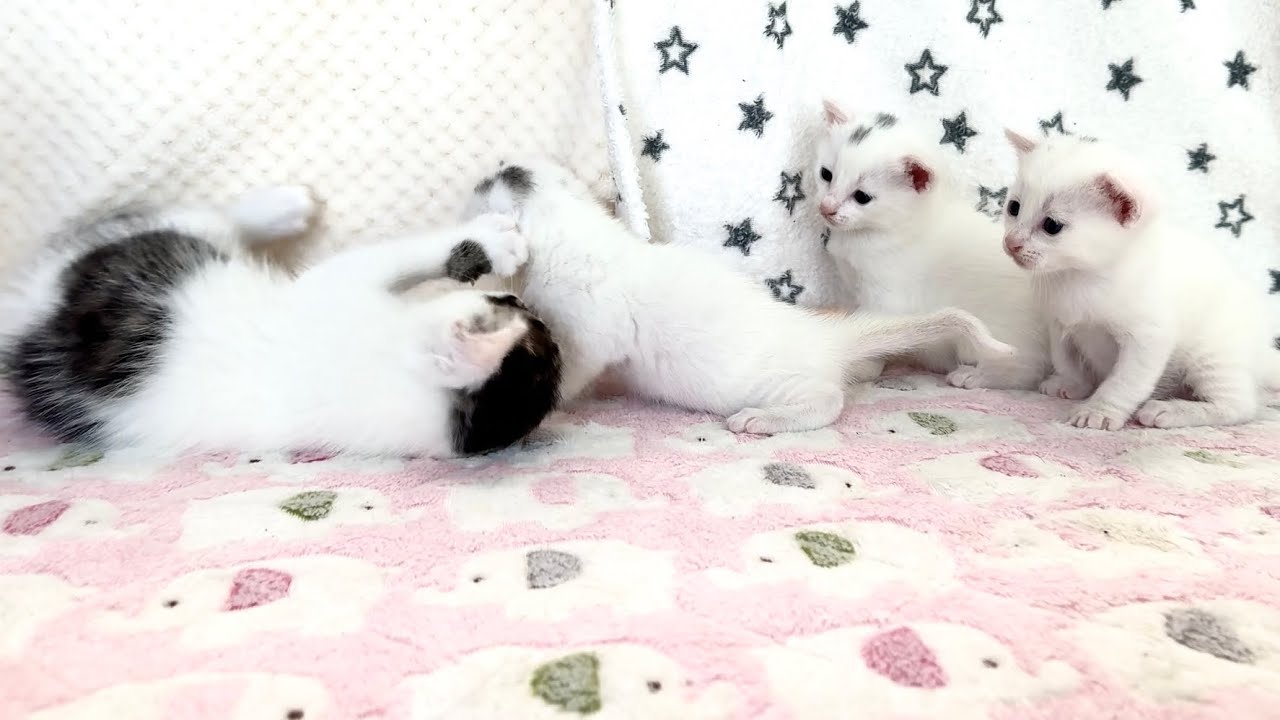 お友達が出来て大喜びの子猫【坊ちゃん日記#24】A kitten delighted to have made friends
