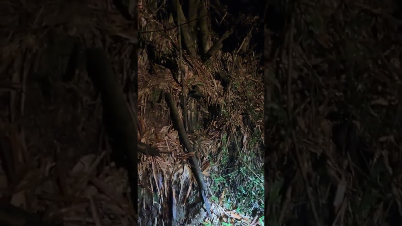Nido de Piton Reticulada en Puerto Rico !
