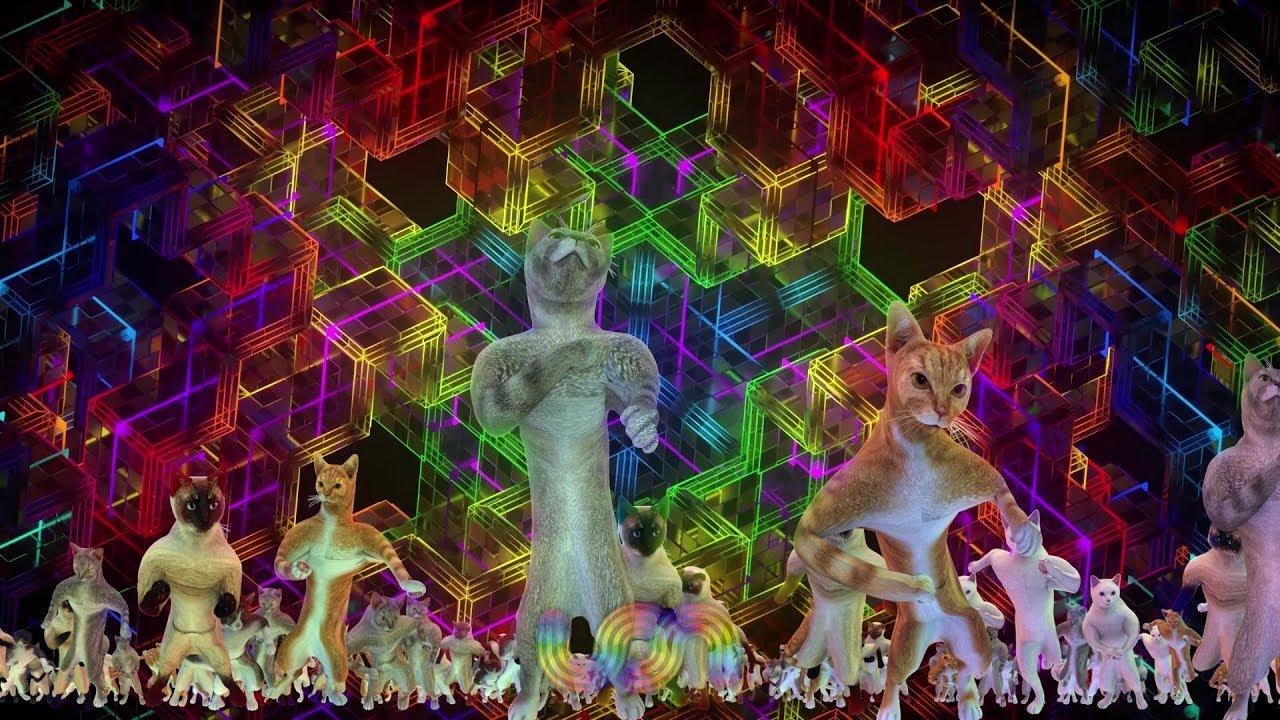 UON VISUALS DANCING CATS - SHAMBHALA 2019 MIX