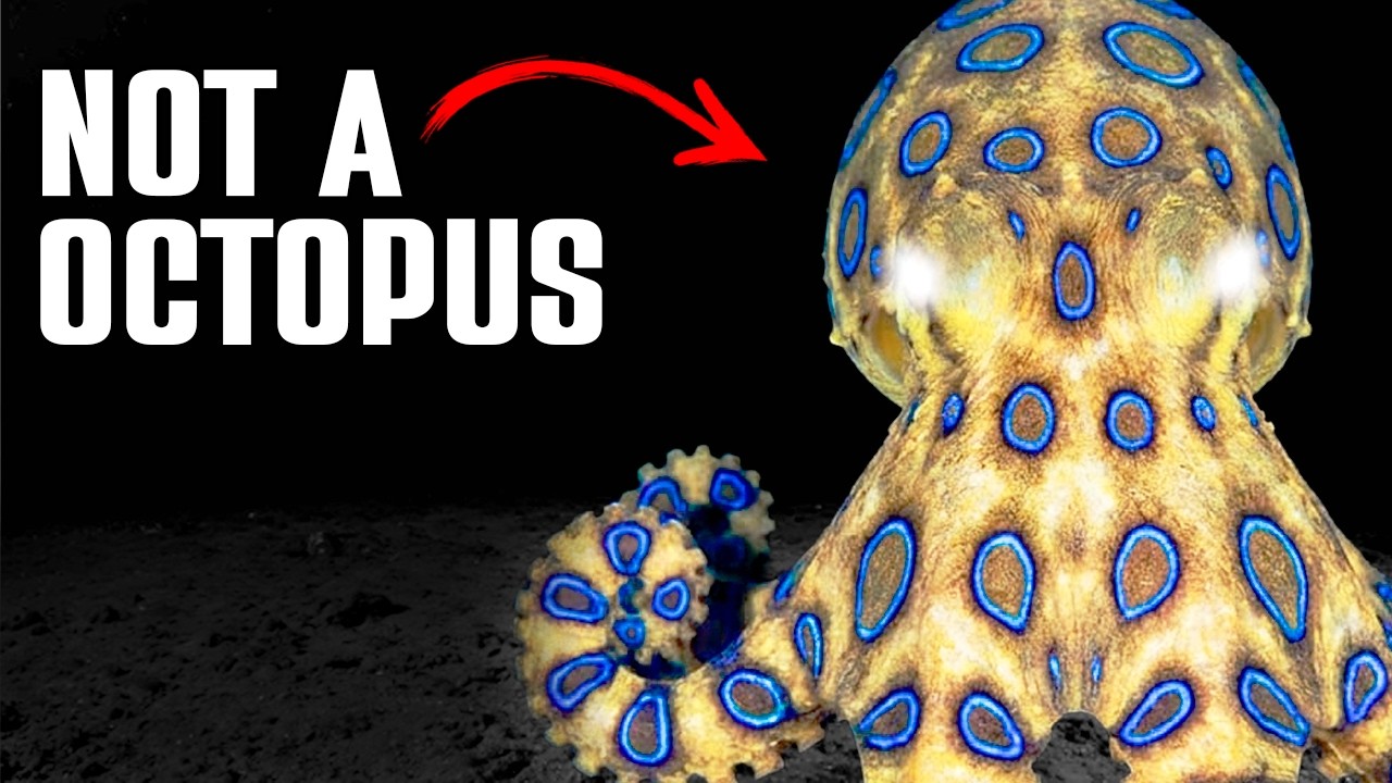 Nothing About The Antarctic Ocean Is Normal... Here's Why
