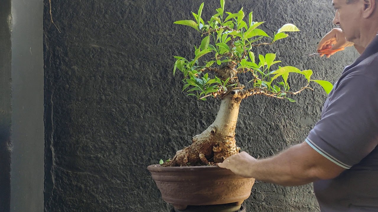 Bonsai de baobá australiano - parte 2