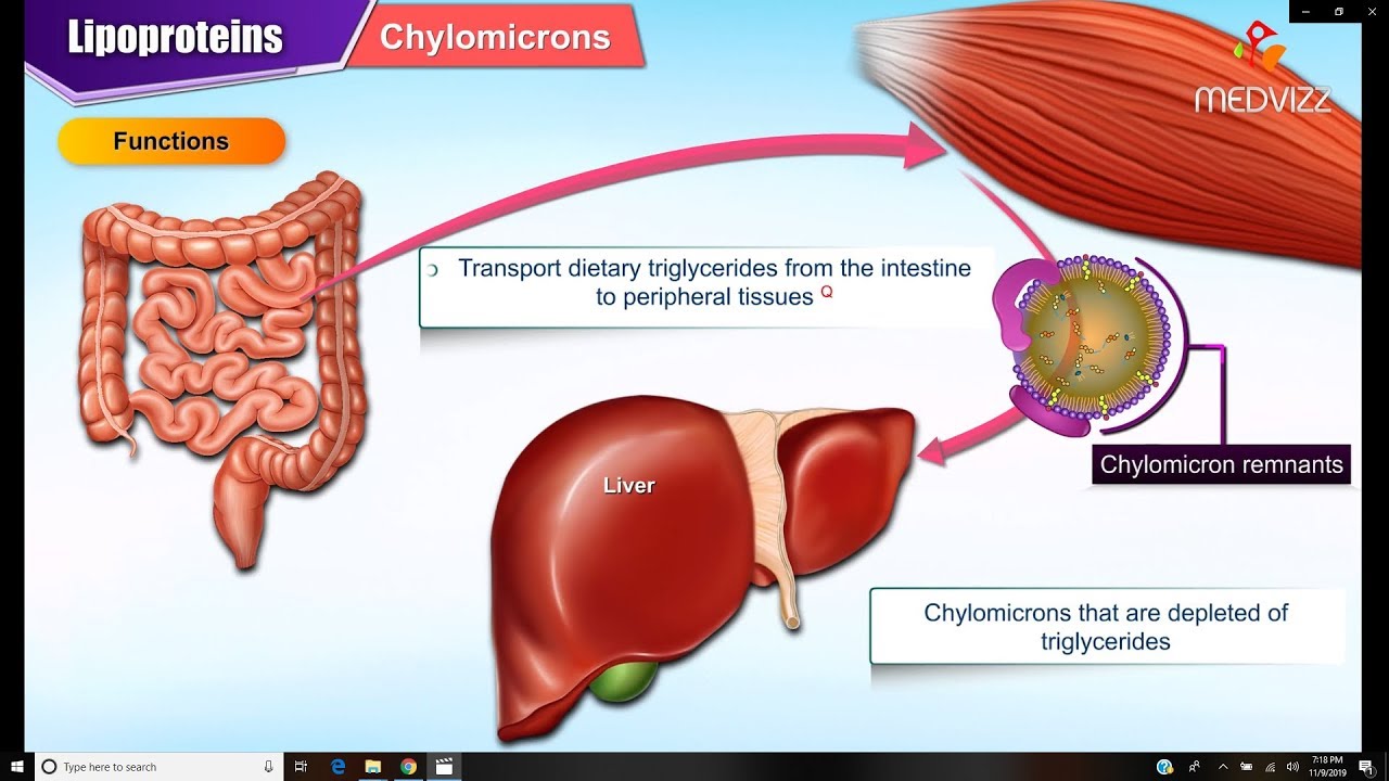 Lipoproteins & Apolipoproteins | Structure, Function & Metabolism | Medical Biochemistry Animation