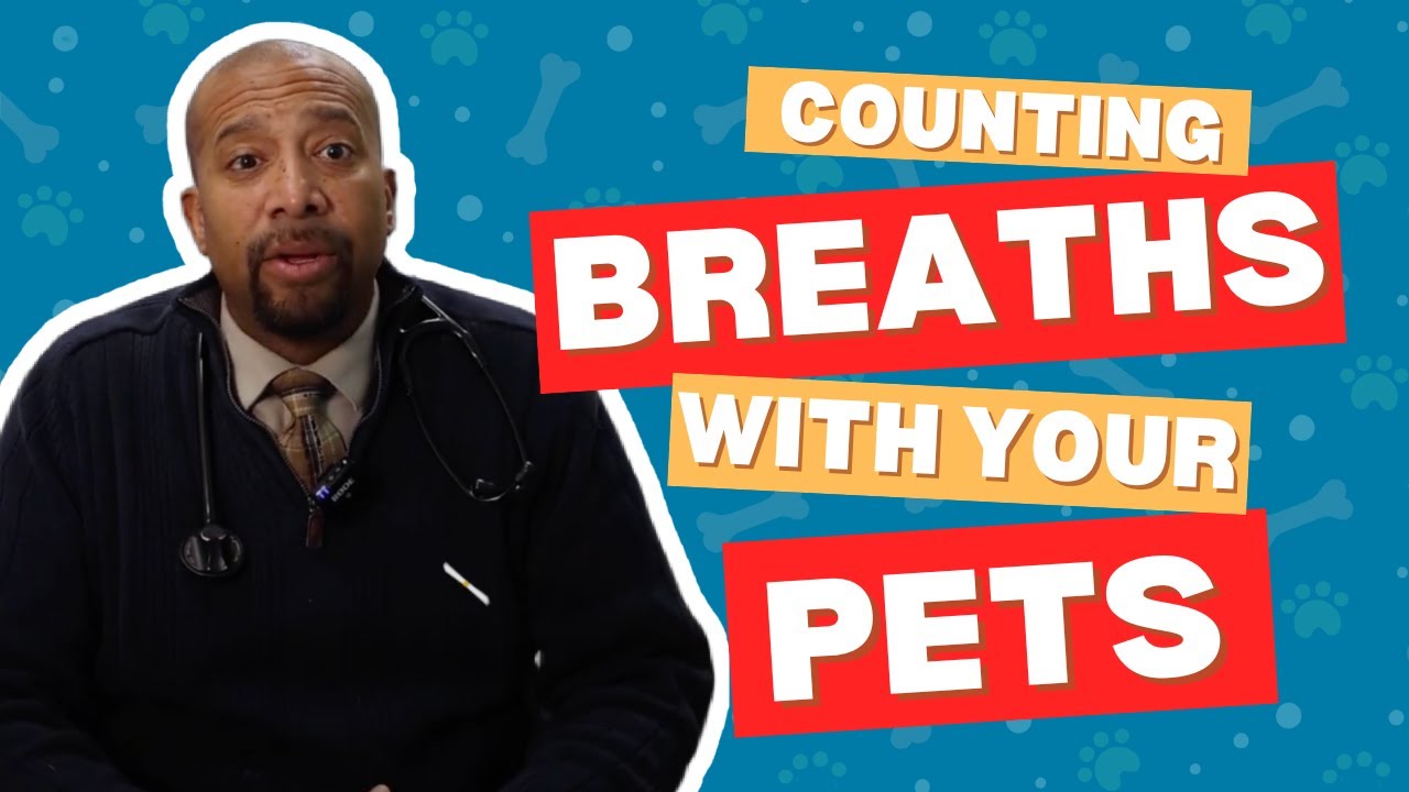 Counting Breaths with your Pets