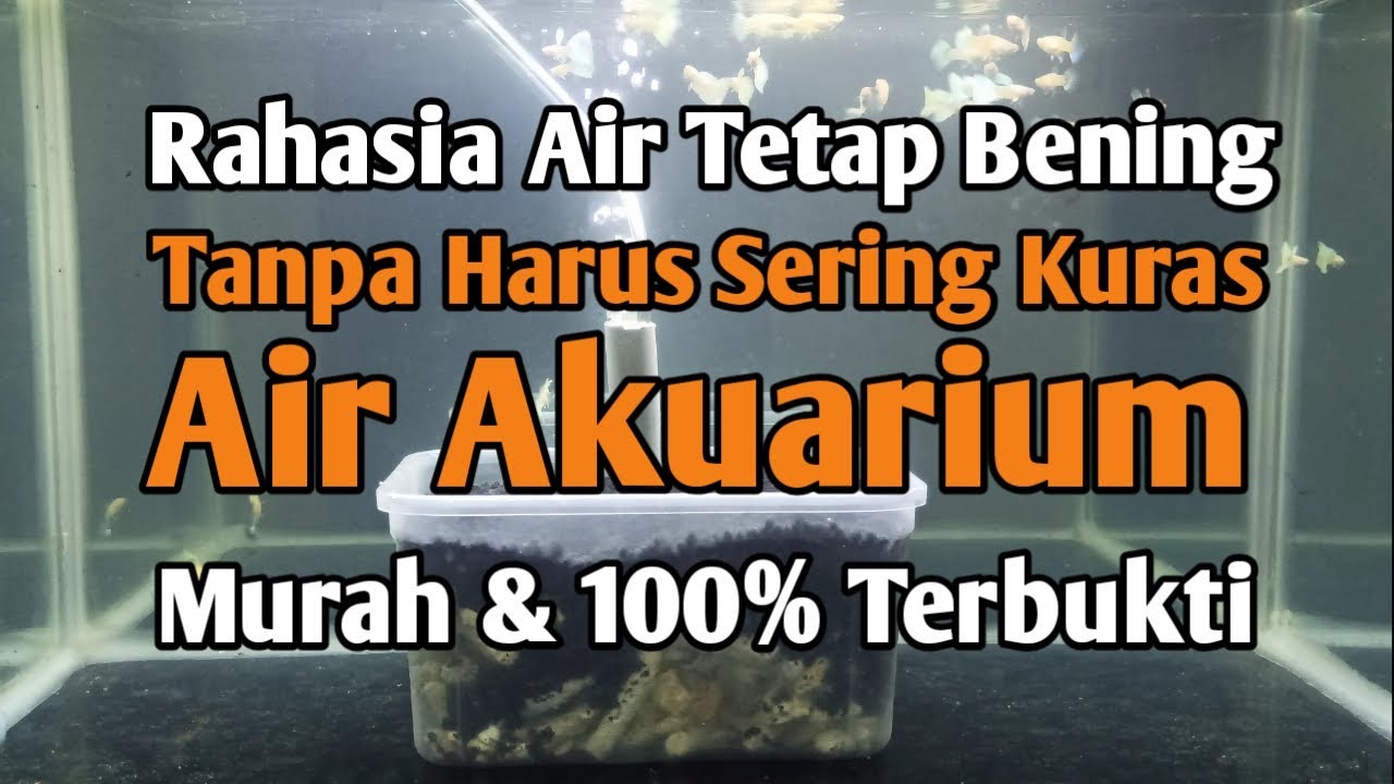 Cara membuat filter semi undergravel dan cara kerja filter semi undergravel agar air aquarium bening