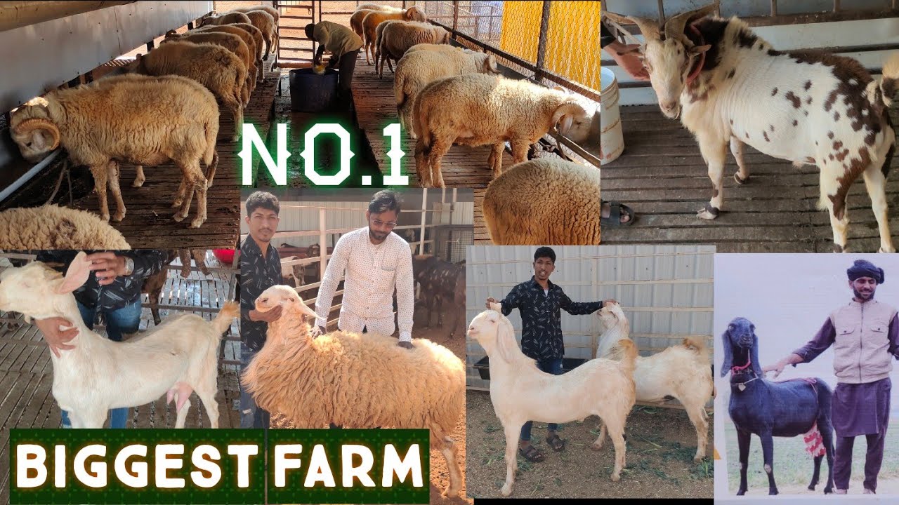 M R goat farm | goats breeding setup | Kohinoor | bade bakriya | vilayati 🐏 farm hyd