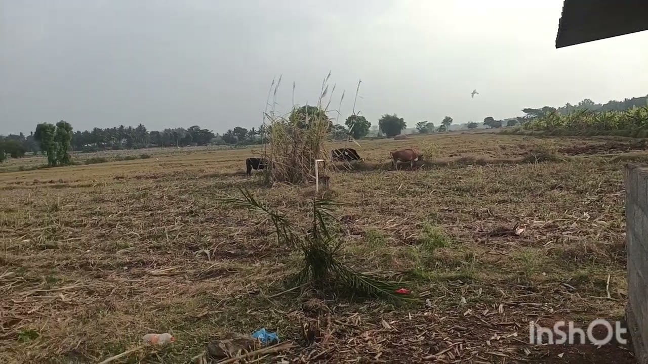 3 Acres Agriculture Land For Sale Near Nanjangud to Hullhalli Road.(8197434359).