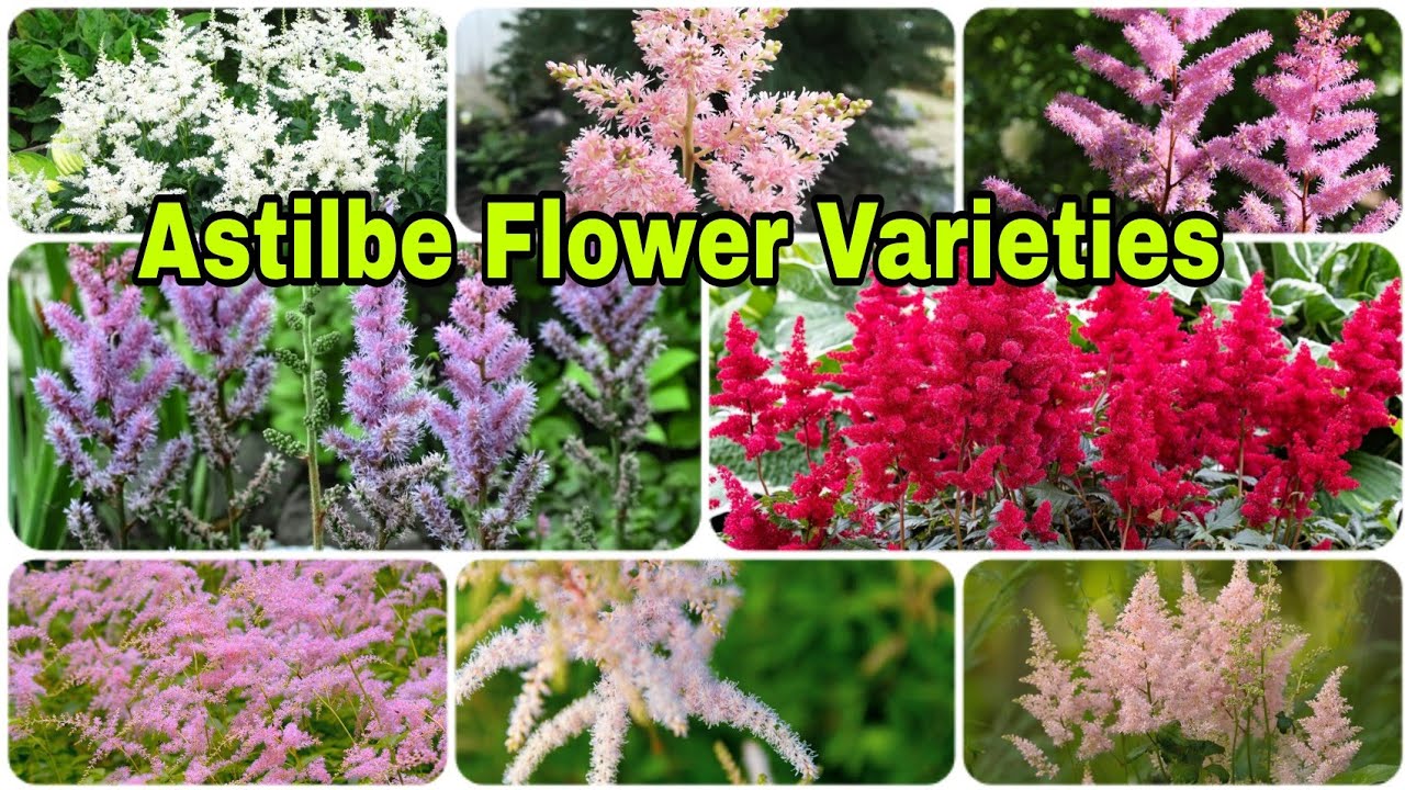 19 Different Types of Astilbe Varieties