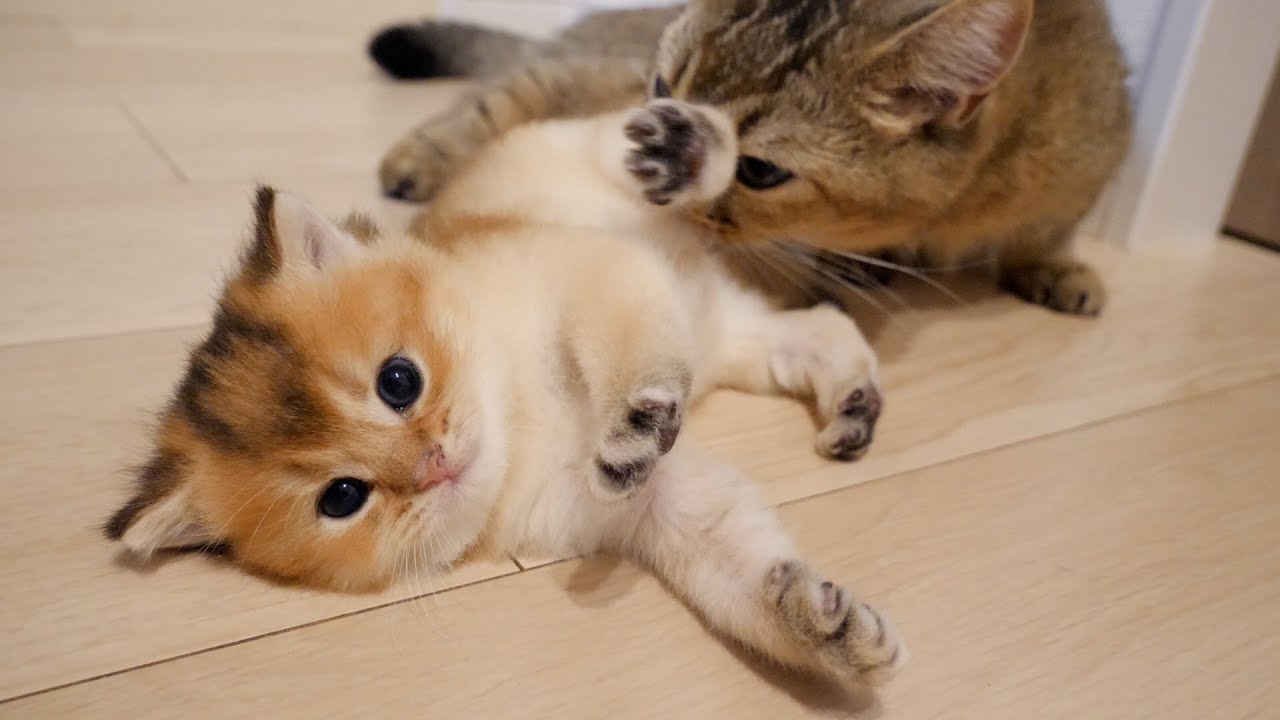 Kittens caught by mother cat after wandering around late at night