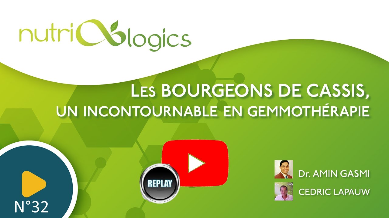 Les bourgeons de cassis, un incontournable en gemmothérapie