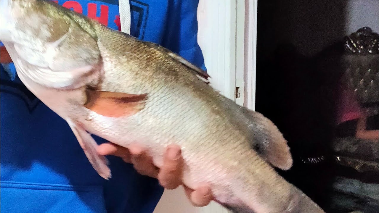 صيد قشر البياض أن شاء الله معتش سمك هيفرغ منك وعن تجربة كمل الفيديو للآخر ومش هتندم👍👌