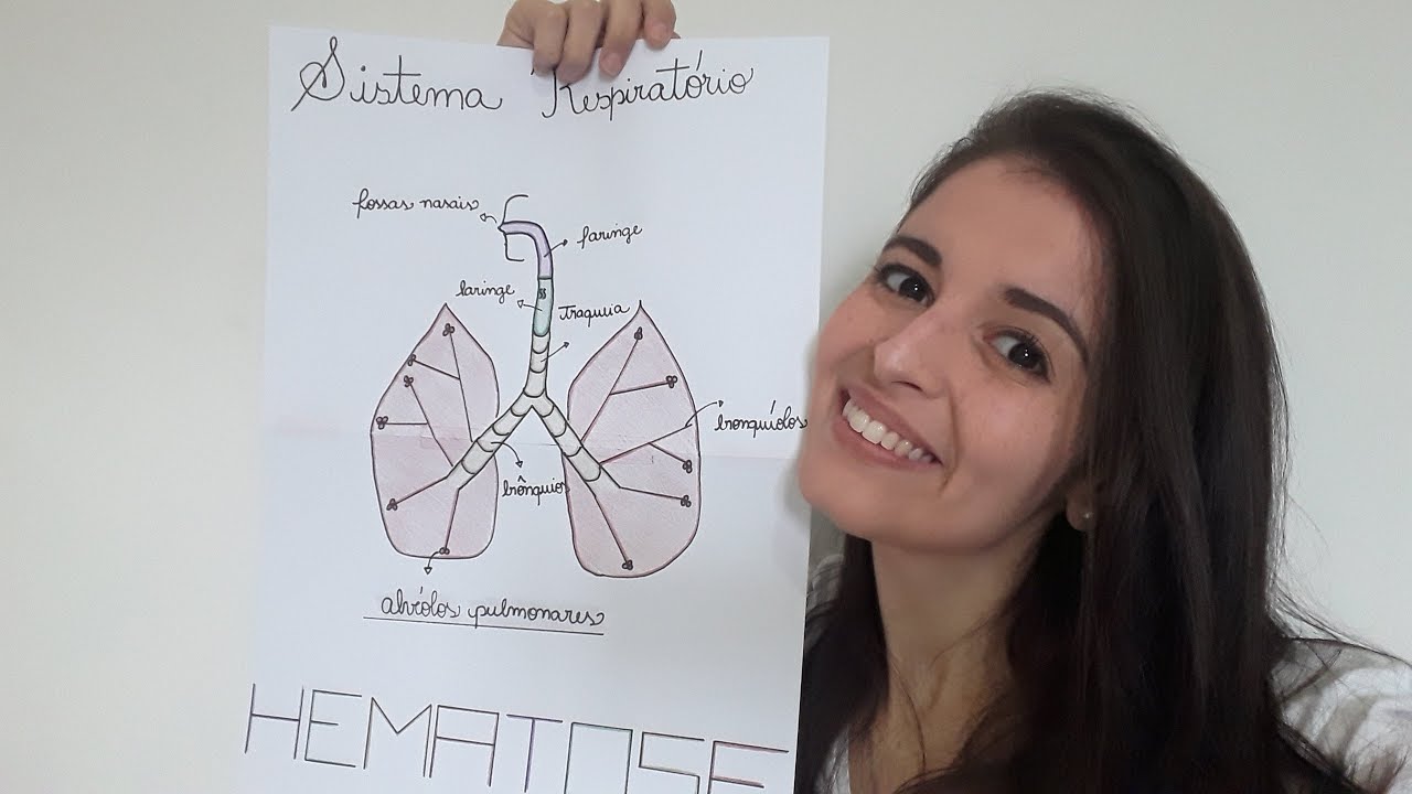O Sistema Respiratório