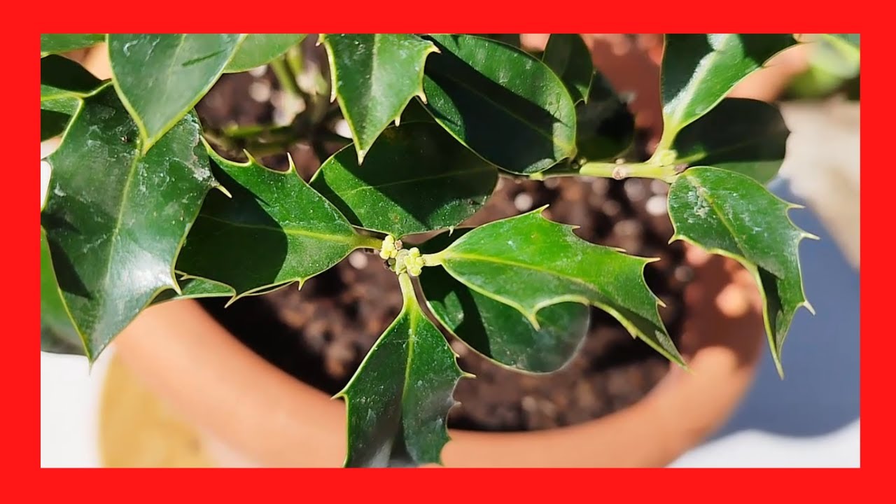 ACEBO CUIDADOS | Ilex aquifolium