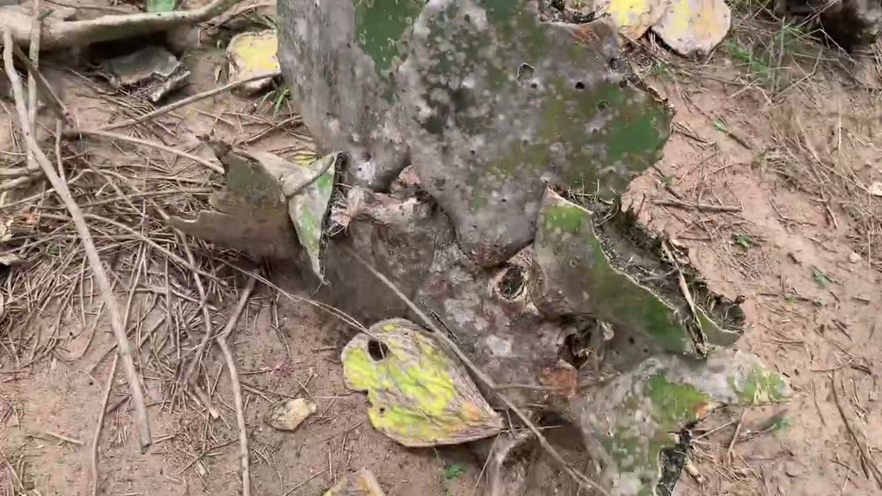 Tirar na Mão x Pastejo de Palma - veja a diferença + abertura de novo piquete