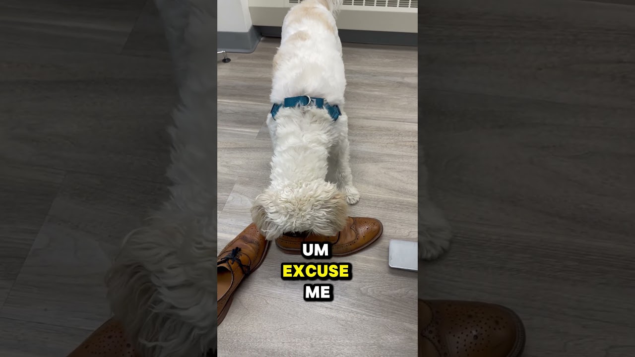 How can you tell it's a dog office without saying it's a dog office? 🐾