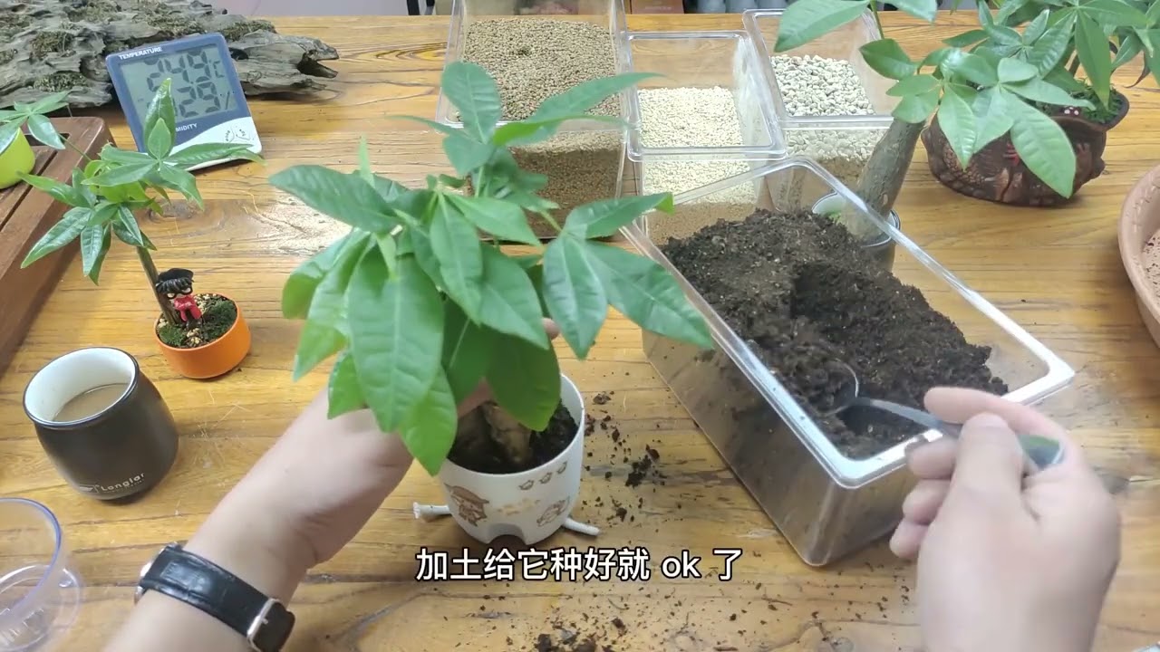 發財樹，大家一起發大財Fortune tree, let's make a fortune together
