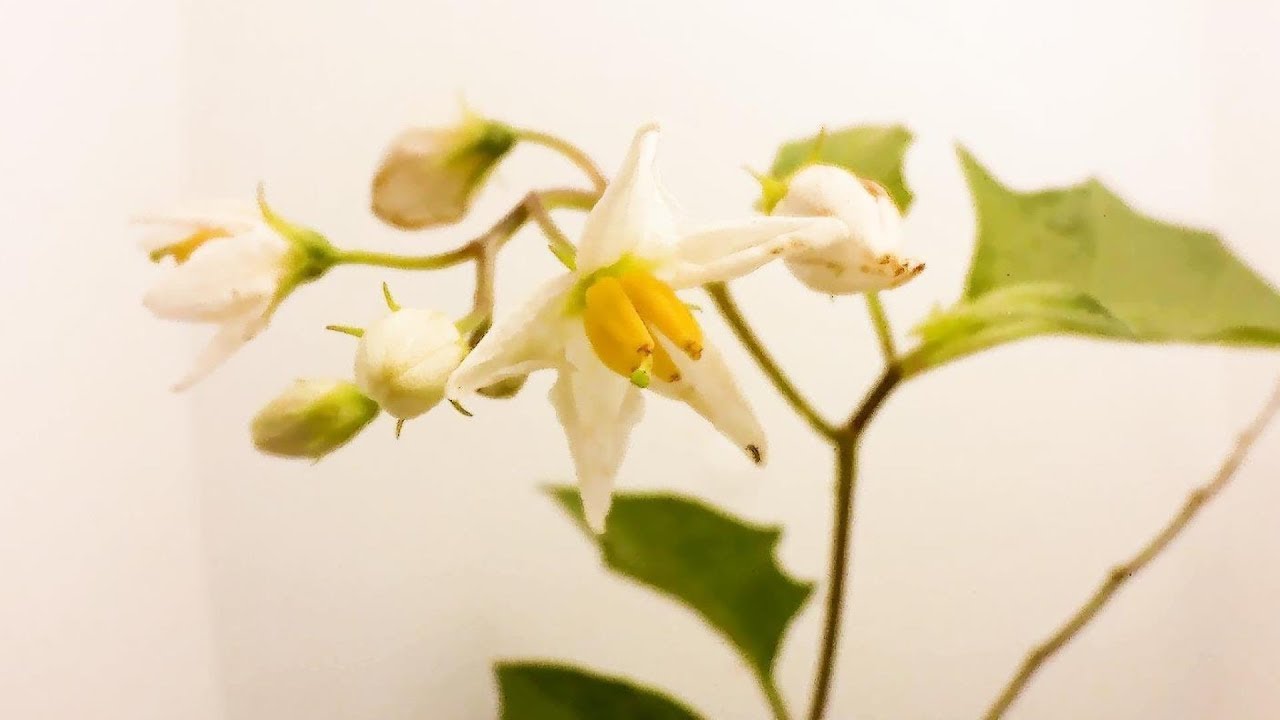 【害草】ワルナスビ（悪茄子）の開花を観察する。（花の開花#99）