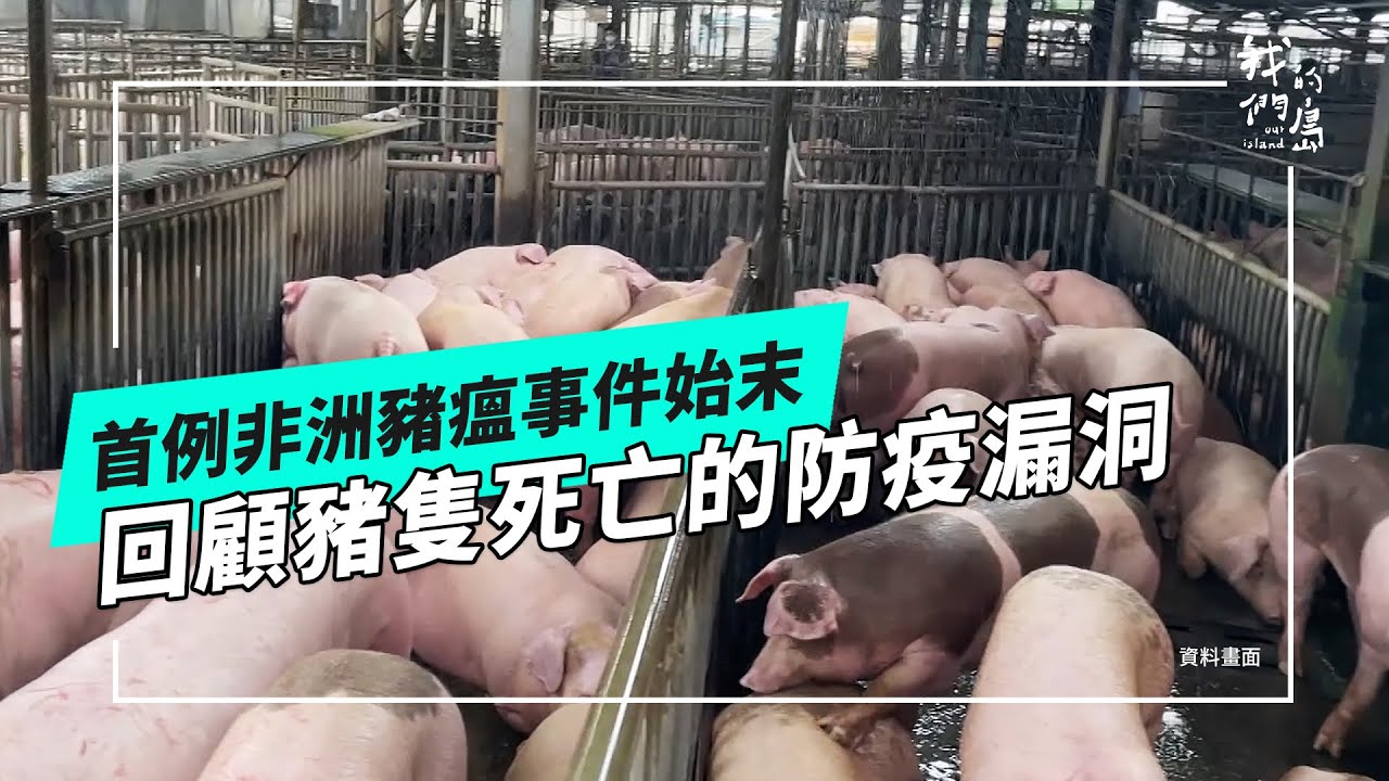 首例非洲豬瘟事件始末｜養豬場豬隻死亡，發生什麼事？(公視我們的島 第1331集 2025-11-10)