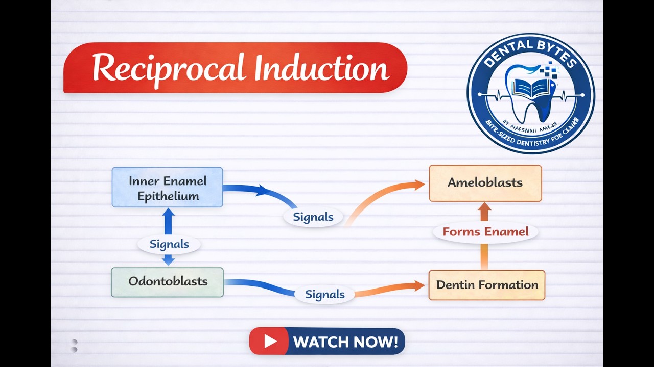 Reciprocal Induction in Tooth Development | Ameloblast & Odontoblast Interaction