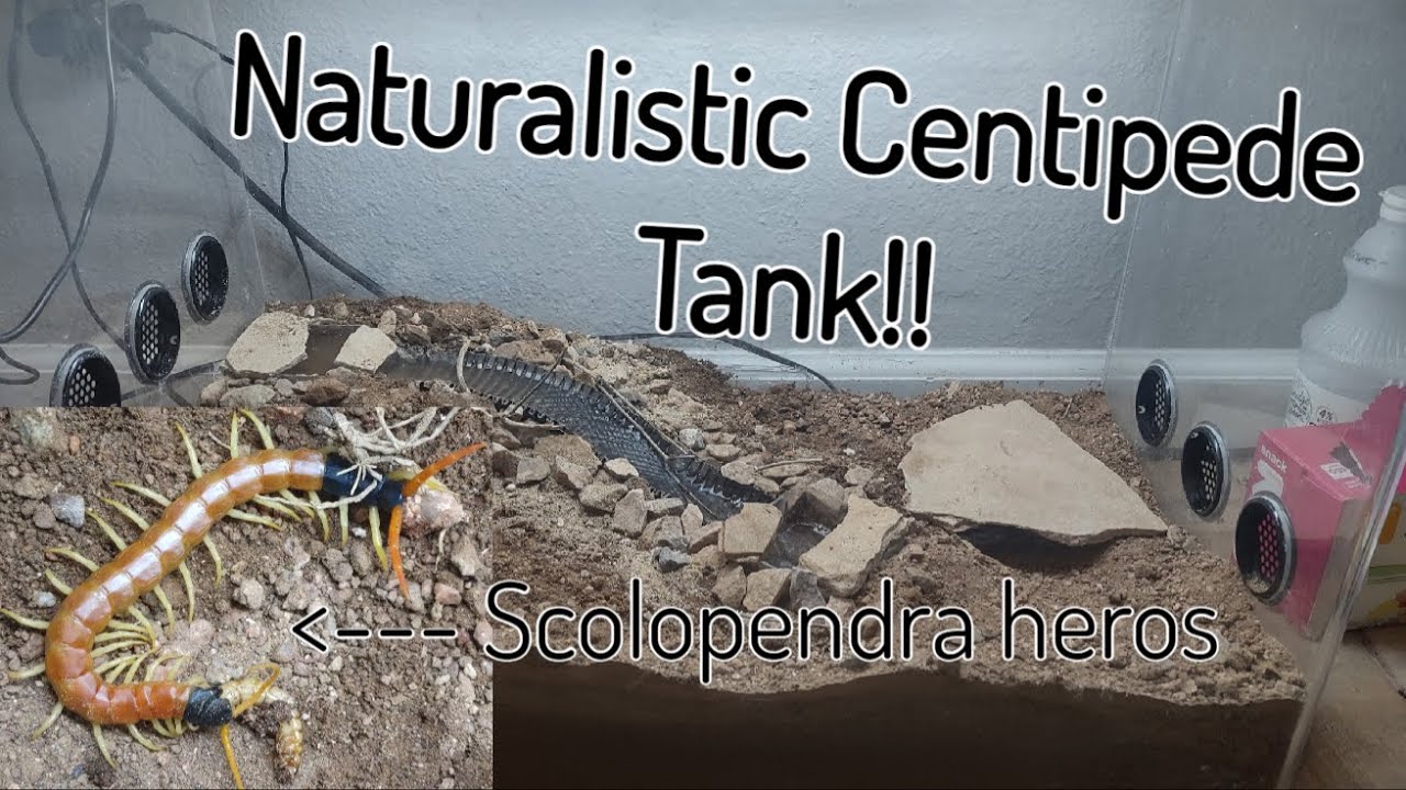 How I made a semi-naturalistic setup for my Giant Desert Centipede (Scolopendra heros)