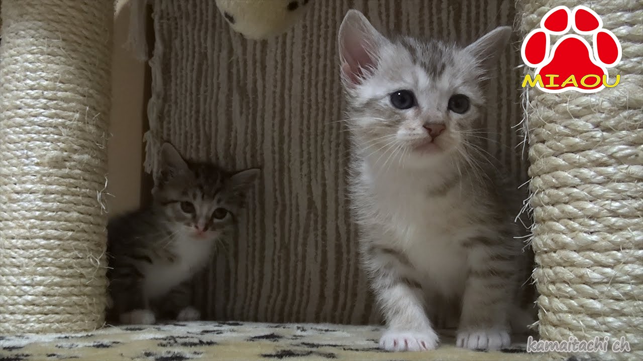 Чтобы защитить бродячих брата котенка [Chipei и Mimi]