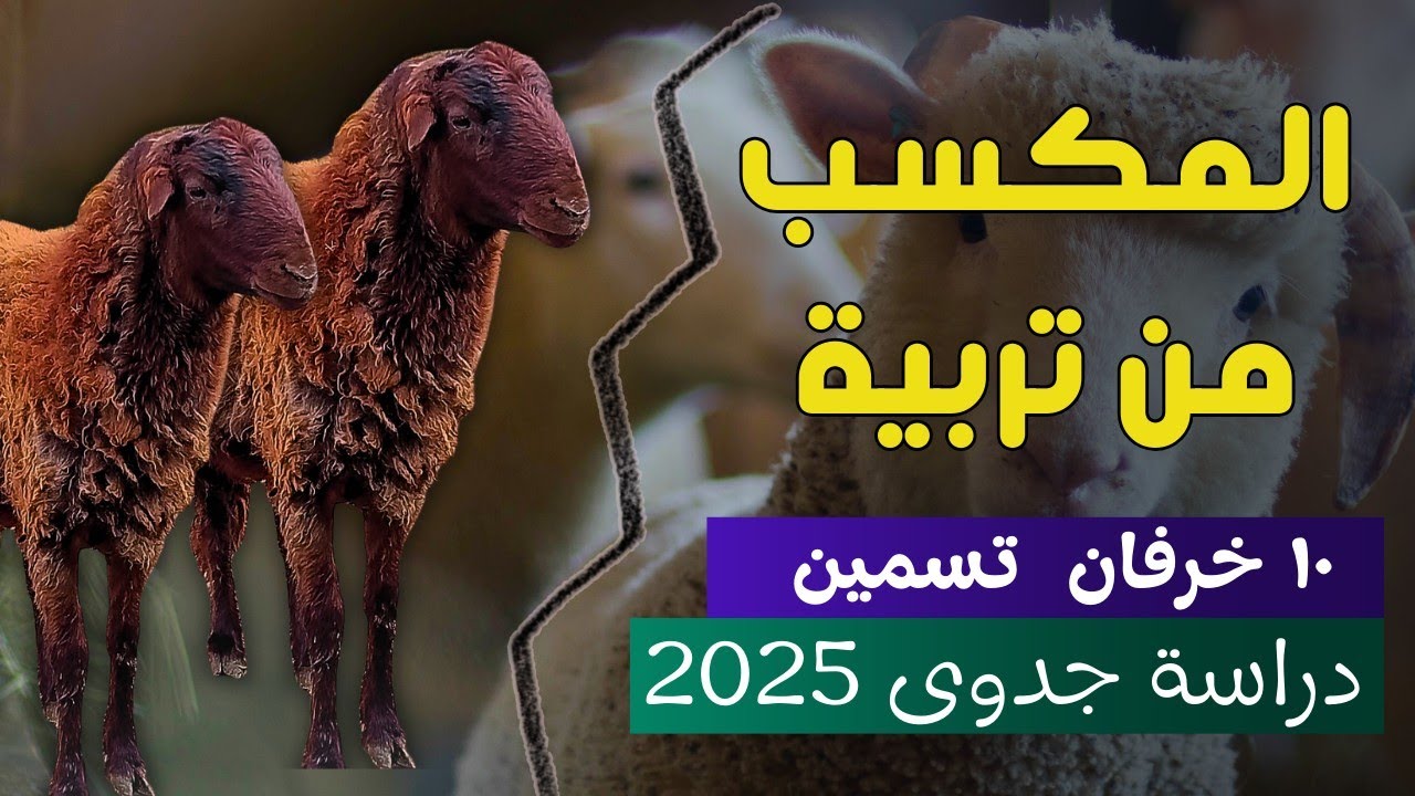 Технико-экономическое обоснование проекта овцеводства 2025 | Затраты, прибыль и подробный план до...