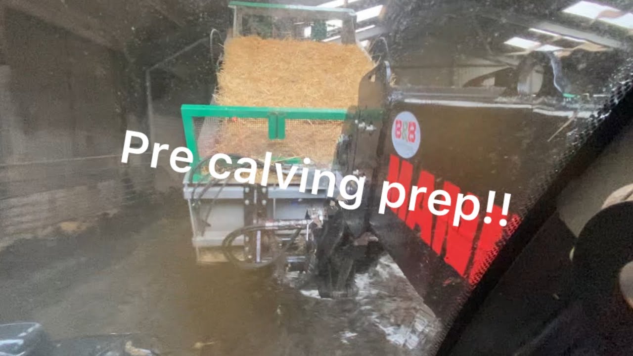 Pre calving prep! Sheep scanning!